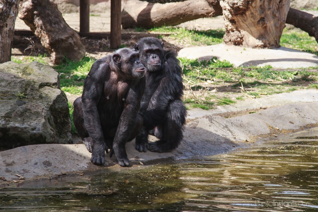 Monos Zoo de Barcelona
